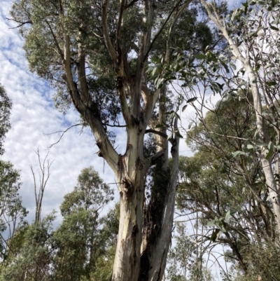 Callocephalon fimbriatum (Gang-gang Cockatoo) at Tinderry, NSW - 16 Apr 2022 by George