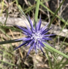 Eryngium ovinum (Blue Devil) at Pearce, ACT - 25 Dec 2021 by George