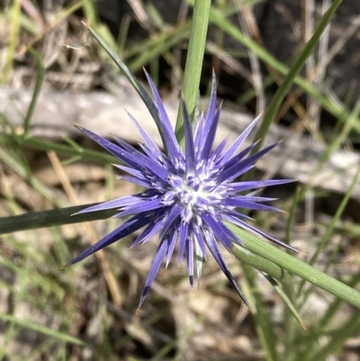 Eryngium ovinum (Blue Devil) at Pearce, ACT - 25 Dec 2021 by George