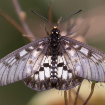 Acraea andromacha (Glasswing) at Port Macquarie, NSW - 17 Apr 2022 by rawshorty