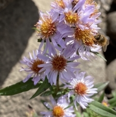 Symphyotrichum novi-belgii (Michaelmas Daisy) at Kosciuszko National Park - 15 Apr 2022 by Ned_Johnston