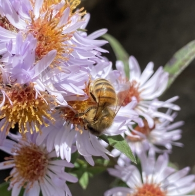 Apis mellifera (European honey bee) at Jagungal Wilderness, NSW - 15 Apr 2022 by NedJohnston