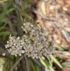 Achillea millefolium (Yarrow) at Kosciuszko National Park - 15 Apr 2022 by Ned_Johnston