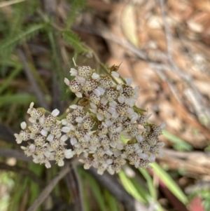 Achillea millefolium at Jagungal Wilderness, NSW - 15 Apr 2022 02:08 PM