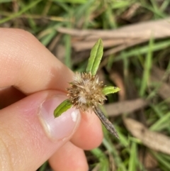 Euchiton sp. (A Cudweed) at Kosciuszko National Park - 15 Apr 2022 by Ned_Johnston