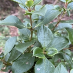 Coprosma hirtella (Currant Bush) at Jagungal Wilderness, NSW - 15 Apr 2022 by Ned_Johnston