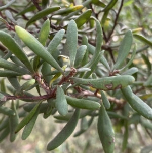 Persoonia subvelutina at Jagungal Wilderness, NSW - 15 Apr 2022 02:01 PM