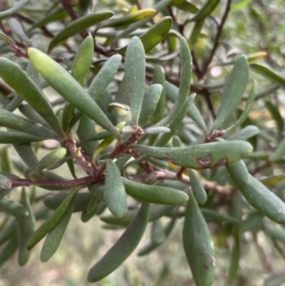 Persoonia subvelutina (Velvety Geebung) at Jagungal Wilderness, NSW - 15 Apr 2022 by NedJohnston