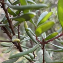 Persoonia subvelutina at Jagungal Wilderness, NSW - 15 Apr 2022 02:01 PM