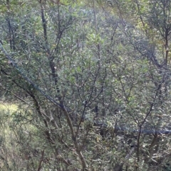 Persoonia subvelutina at Jagungal Wilderness, NSW - 15 Apr 2022 02:01 PM