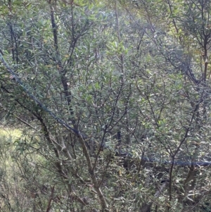 Persoonia subvelutina at Jagungal Wilderness, NSW - 15 Apr 2022 02:01 PM