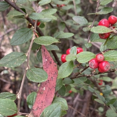 Cotoneaster pannosus (Cotoneaster) at Jagungal Wilderness, NSW - 15 Apr 2022 by Ned_Johnston