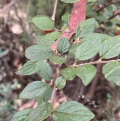 Cotoneaster pannosus at Jagungal Wilderness, NSW - 15 Apr 2022