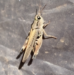 Phaulacridium vittatum (Wingless Grasshopper) at Kosciuszko National Park - 15 Apr 2022 by Ned_Johnston