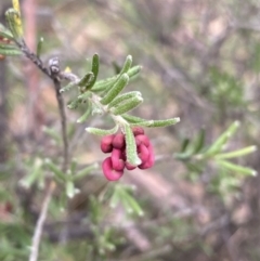 Grevillea lanigera (Woolly Grevillea) at Jagungal Wilderness, NSW - 15 Apr 2022 by Ned_Johnston