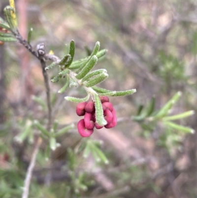Grevillea lanigera (Woolly Grevillea) at Jagungal Wilderness, NSW - 15 Apr 2022 by Ned_Johnston