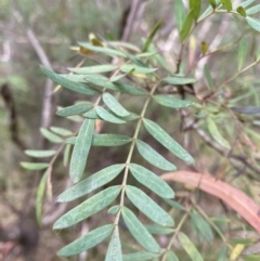 Polyscias sambucifolia subsp. Short leaflets (V.Stajsic 196) Vic. Herbarium (Elderberry Panax, Ornamental Ash, Elderberry Ash) at Jagungal Wilderness, NSW - 15 Apr 2022 by Ned_Johnston