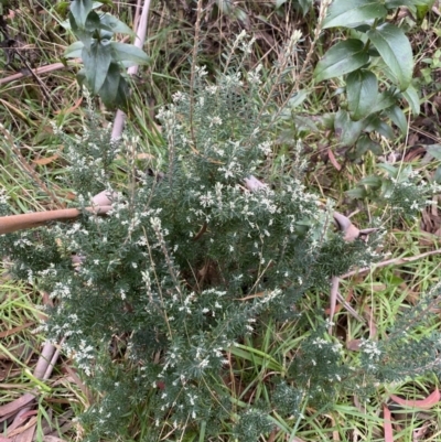 Acrothamnus hookeri (Mountain Beard Heath) at Jagungal Wilderness, NSW - 15 Apr 2022 by Ned_Johnston