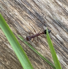 Myrmecia forficata (A Bull ant) at Jagungal Wilderness, NSW - 15 Apr 2022 by Ned_Johnston