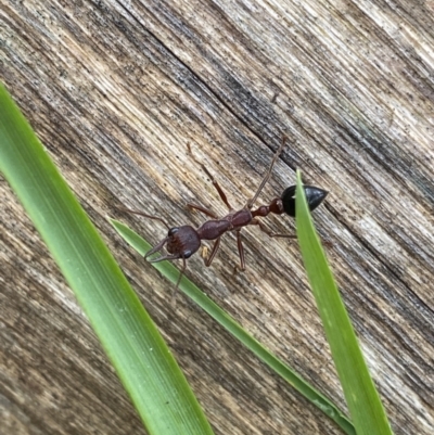 Myrmecia forficata (A Bull ant) at Kosciuszko National Park - 15 Apr 2022 by Ned_Johnston