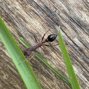 Myrmecia forficata at Jagungal Wilderness, NSW - 15 Apr 2022