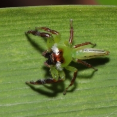 Mopsus mormon at Wellington Point, QLD - suppressed