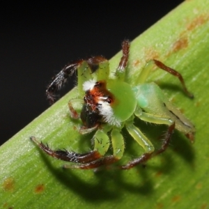 Mopsus mormon at Wellington Point, QLD - suppressed