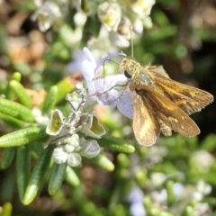 Taractrocera papyria (White-banded Grass-dart) at Yass River, NSW - 18 Apr 2022 by SenexRugosus