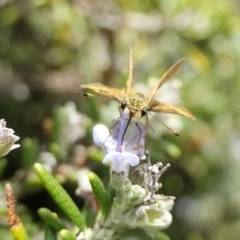 Taractrocera papyria at Yass River, NSW - 18 Apr 2022