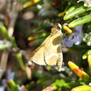 Taractrocera papyria at Yass River, NSW - 18 Apr 2022