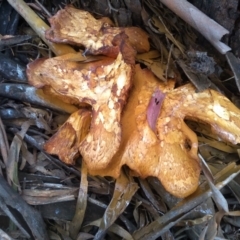 Gymnopilus junonius (Spectacular Rustgill) at Cooma, NSW - 18 Apr 2022 by mahargiani