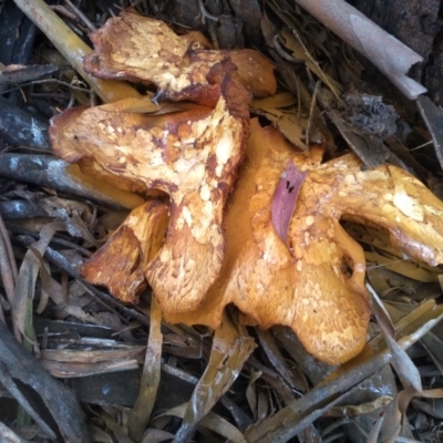 Gymnopilus junonius (Spectacular Rustgill) at Cooma, NSW - 18 Apr 2022 by mahargiani