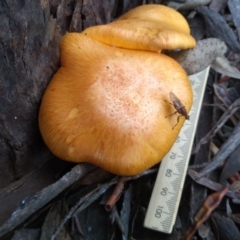 Gymnopilus junonius at Cooma, NSW - 18 Apr 2022