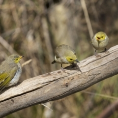 Ptilotula penicillata (White-plumed Honeyeater) at Binalong, NSW - 10 Apr 2022 by trevsci