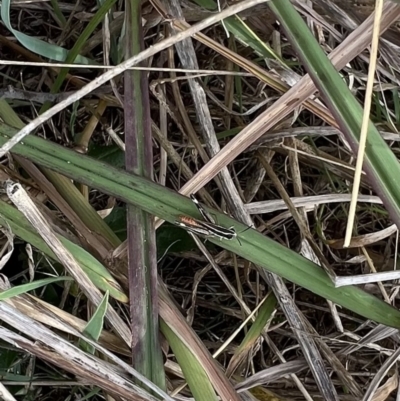 Macrotona securiformis (Inland Macrotona) at Murrumbateman, NSW - 18 Apr 2022 by SimoneC