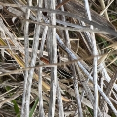 Macrotona securiformis at Murrumbateman, NSW - 18 Apr 2022 03:03 PM