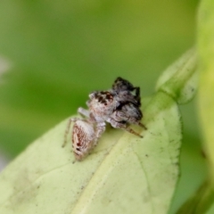 Opisthoncus grassator (Jumping spider) at Hughes, ACT - 18 Apr 2022 by LisaH