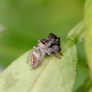 Opisthoncus grassator at Hughes, ACT - suppressed