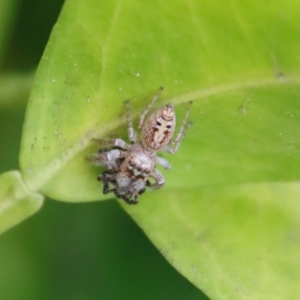 Opisthoncus grassator at Hughes, ACT - 18 Apr 2022