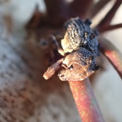 Aades cultratus (Weevil) at Murrumbateman, NSW - 17 Apr 2022 by SimoneC