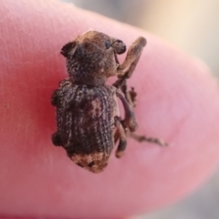 Aades cultratus at Murrumbateman, NSW - 17 Apr 2022