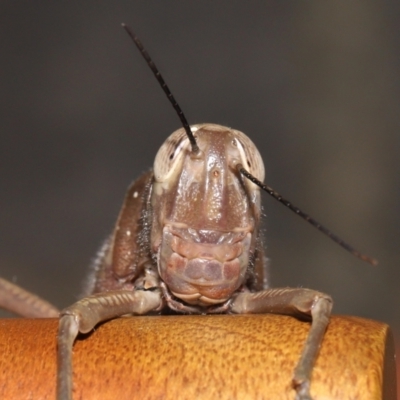 Valanga irregularis at  - suppressed by TimL