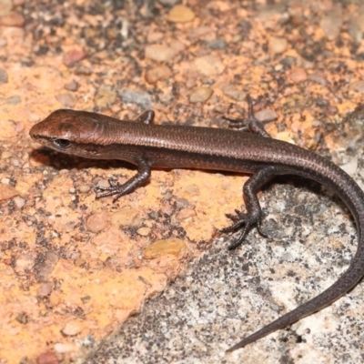 Lampropholis delicata at  - suppressed by TimL