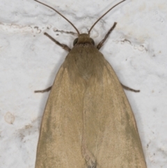 Heliocheilus moribunda (A Noctuid moth) at Melba, ACT - 5 Mar 2022 by kasiaaus