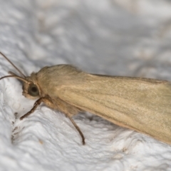 Heliocheilus moribunda at Melba, ACT - 6 Mar 2022 01:01 AM