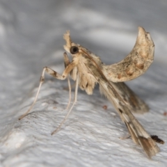 Sceliodes cordalis at Melba, ACT - 6 Mar 2022 01:02 AM