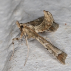 Sceliodes cordalis at Melba, ACT - 6 Mar 2022