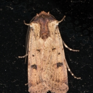 Agrotis porphyricollis at Melba, ACT - 6 Mar 2022 01:03 AM