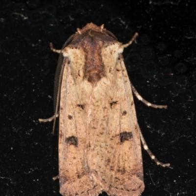 Agrotis porphyricollis (Variable Cutworm) at Melba, ACT - 6 Mar 2022 by kasiaaus