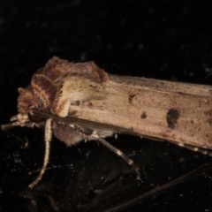 Agrotis porphyricollis at Melba, ACT - 6 Mar 2022 01:03 AM